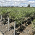 Olivovník európsky (Olea europaea) - výška 80-100 cm, kont. C5L – na kmienku (-12°C)